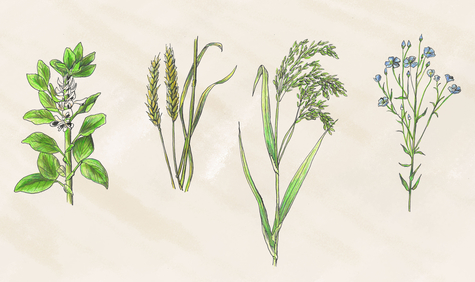 Běžně pěstované plodiny doby bronzové