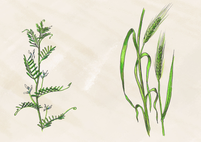 Běžně pěstované plodiny doby bronzové